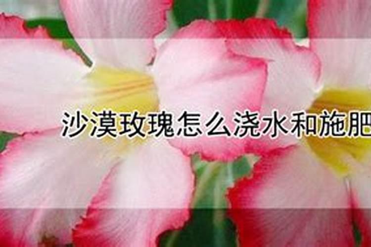 沙漠玫瑰怎么浇水和施肥