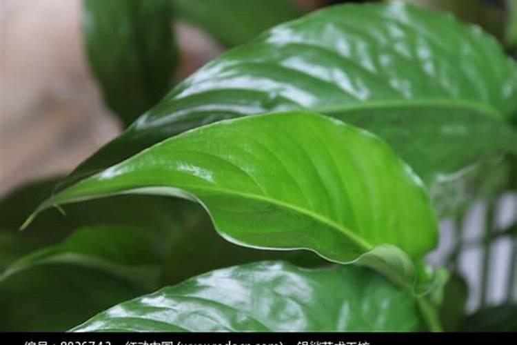 植物叶子油亮用什么肥(叶子油光发亮)