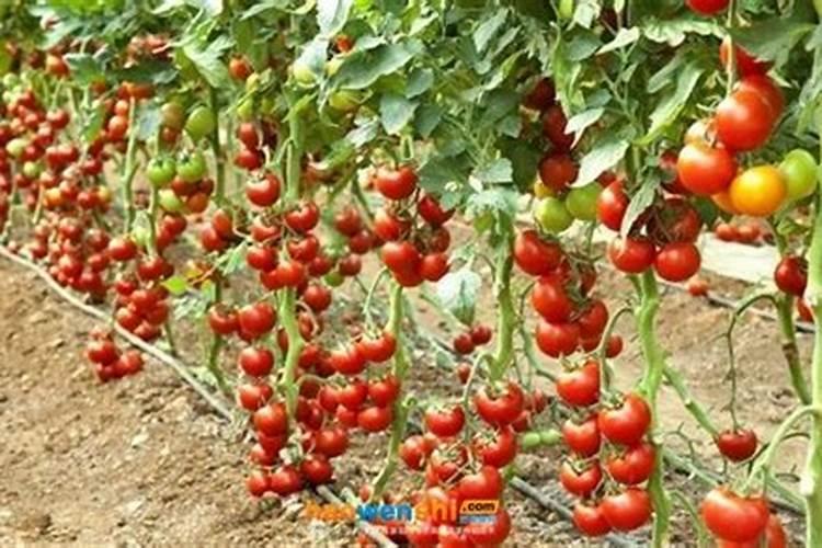 西红柿如何施肥,追施肥料要注意哪些问题？