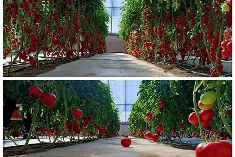 种植西红柿时,应该注意什么呢？