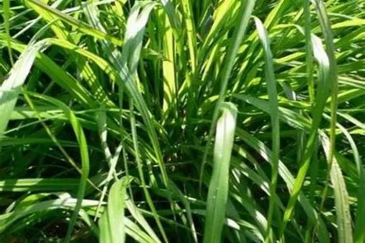 香茅怎么栽培管理？