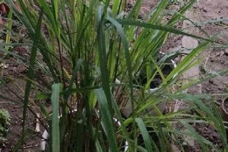 请问香茅是怎样种植的,它的做用是什么？