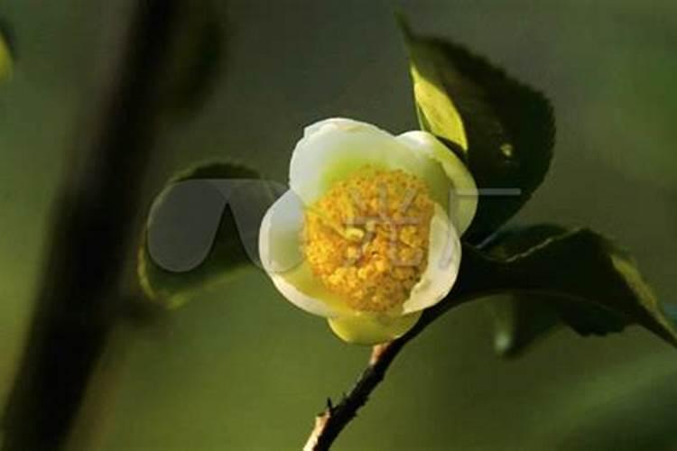 茶树花能浇生根肥吗怎么浇？