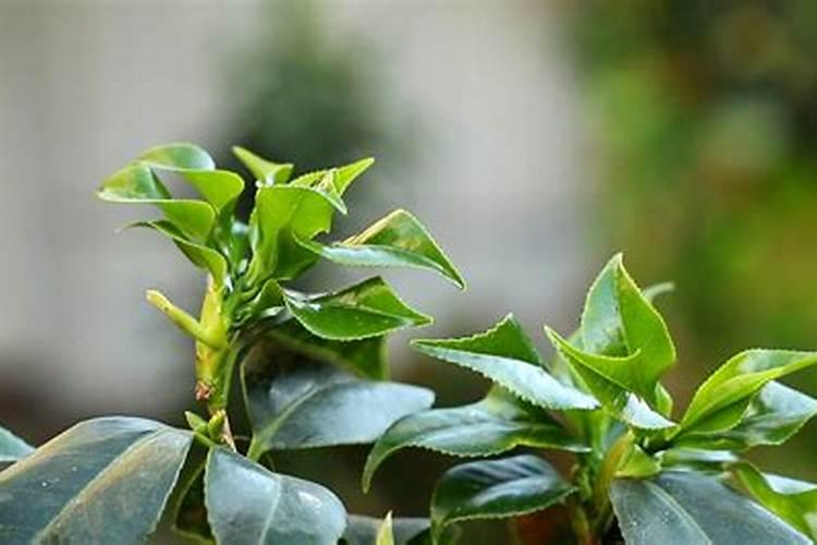 茶花应该怎么养