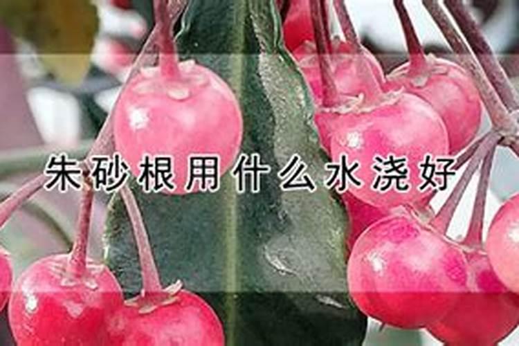 朱砂根用什么肥料好？