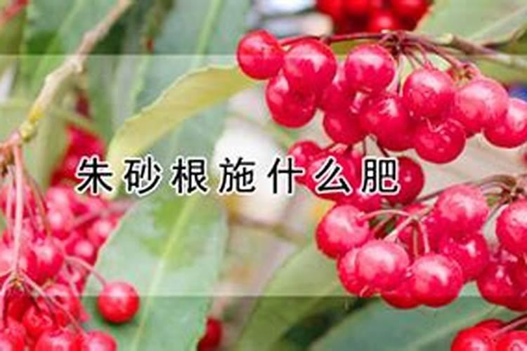 朱砂根施什么肥