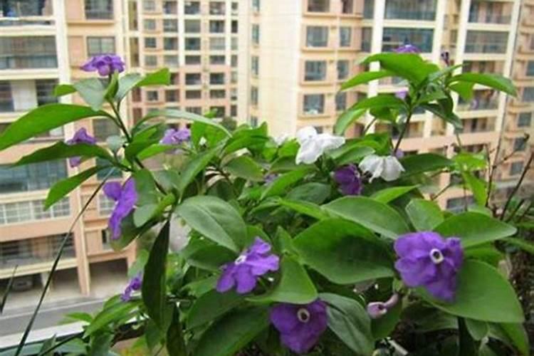 盆栽茉莉花怎么施肥,4种方法让你的茉莉花满枝头
