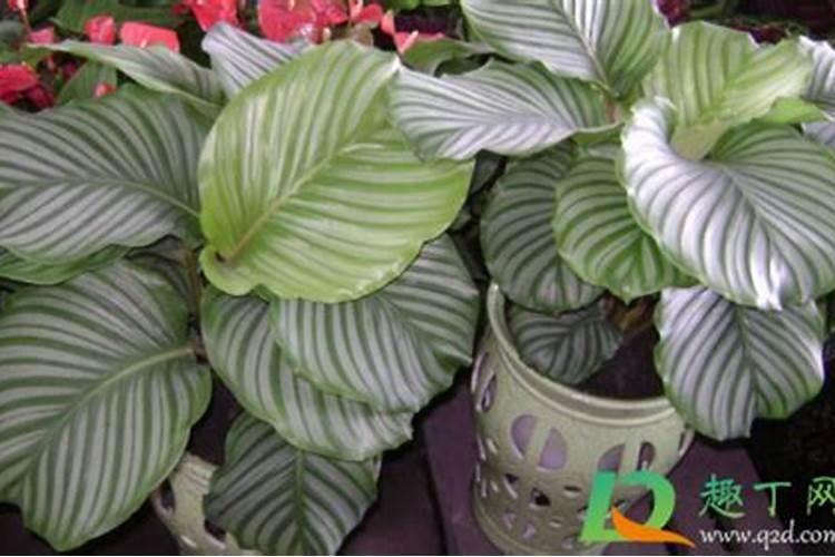 观叶植物施肥要多氮吗观赏叶的植物是什么肥最好