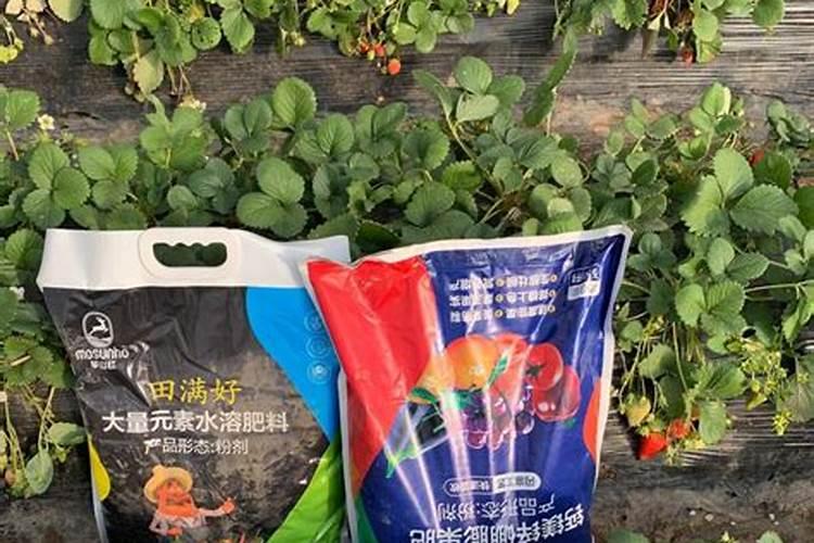 草莓用什么肥料好