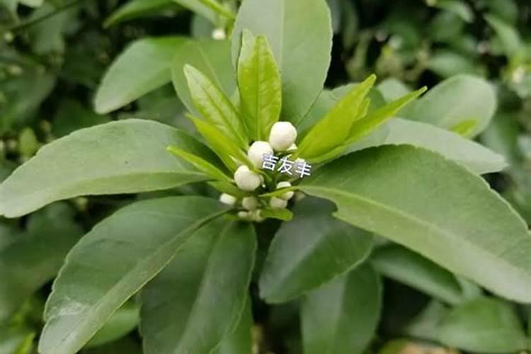 柑橘花蕾期能用叶面肥吗？