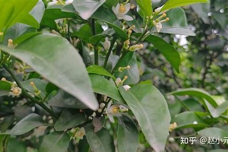 柑橘保花保果用什么药最好