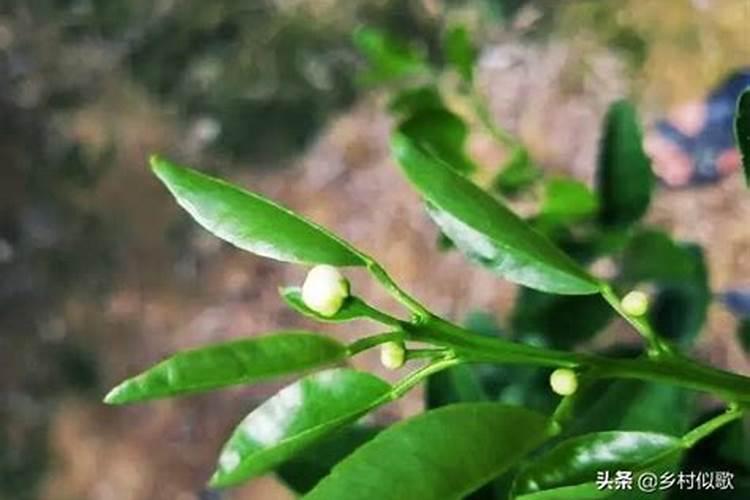 柑橘开花期能不能施水肥呢？需要注意些什么？