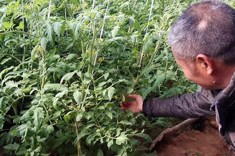草莓打完药多久施叶面肥最好？