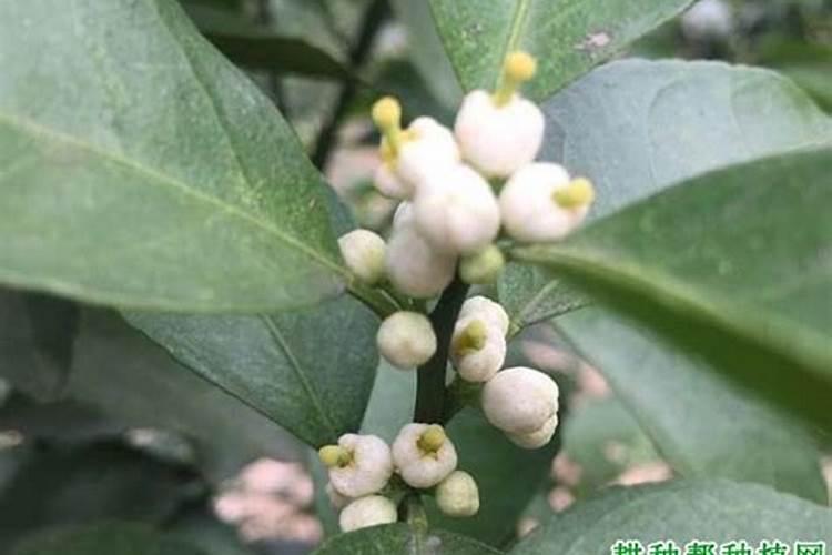 用什么药促进花芽分化