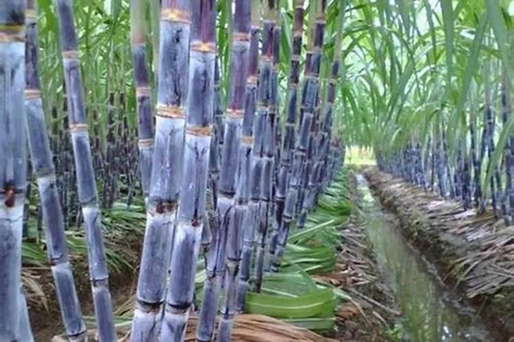 种植黑皮甘蔗,怎么样管理好？