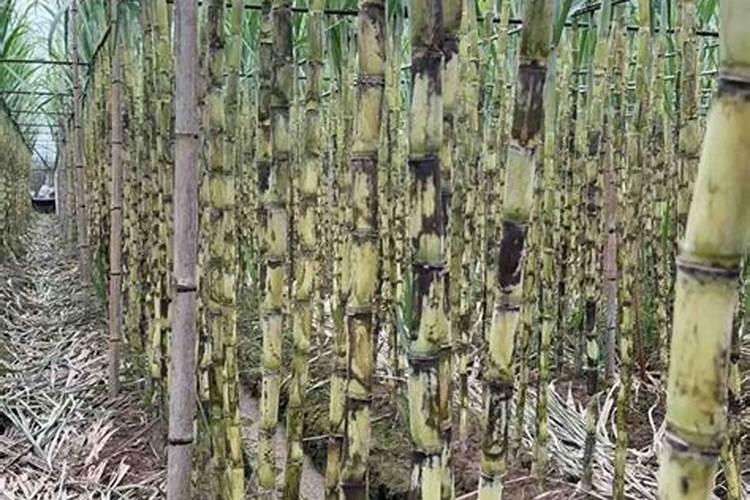 黄皮甘蔗用氮肥会裂吗为什么？