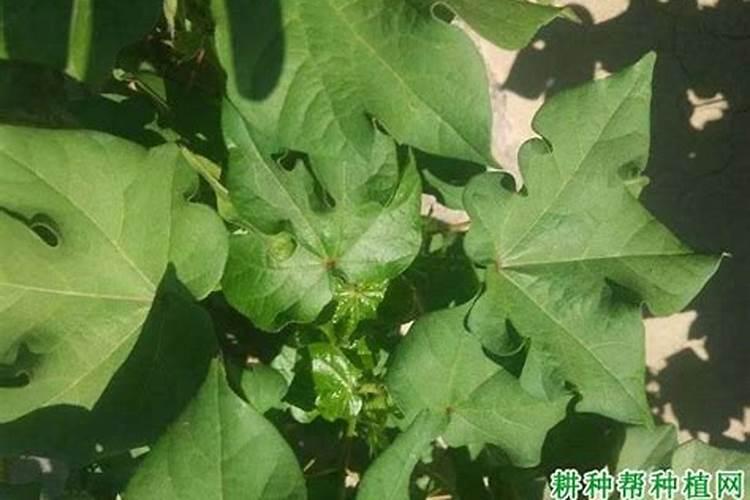 棉花用几次硼肥合适？