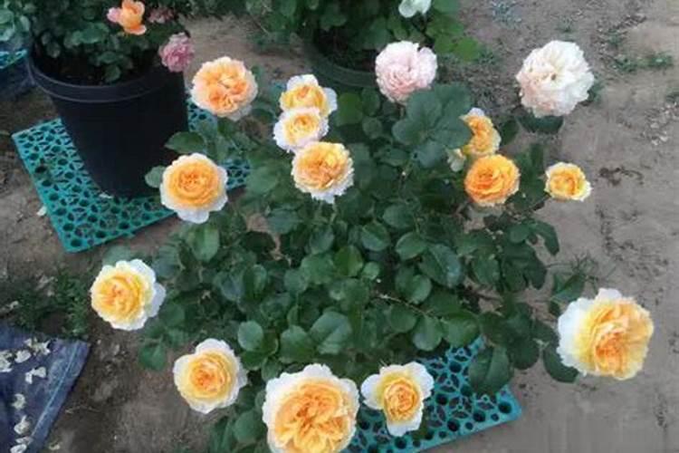 月季花怎么用叶面肥施肥呢？