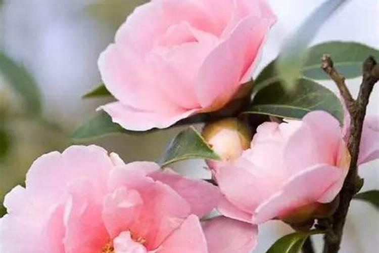 茶花花期能施什么肥 如何正确为它施肥