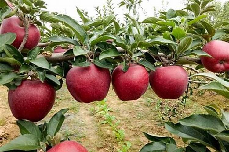 11月苹果树还需叶面肥吗？