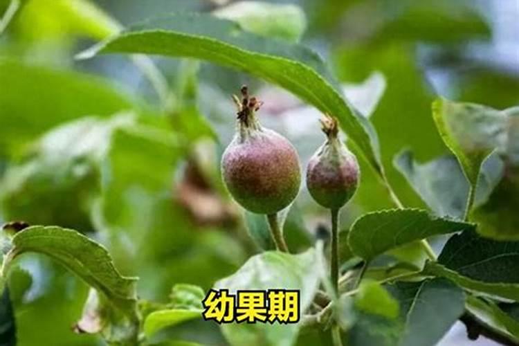 柑橘啥时候用芸苔素最好？