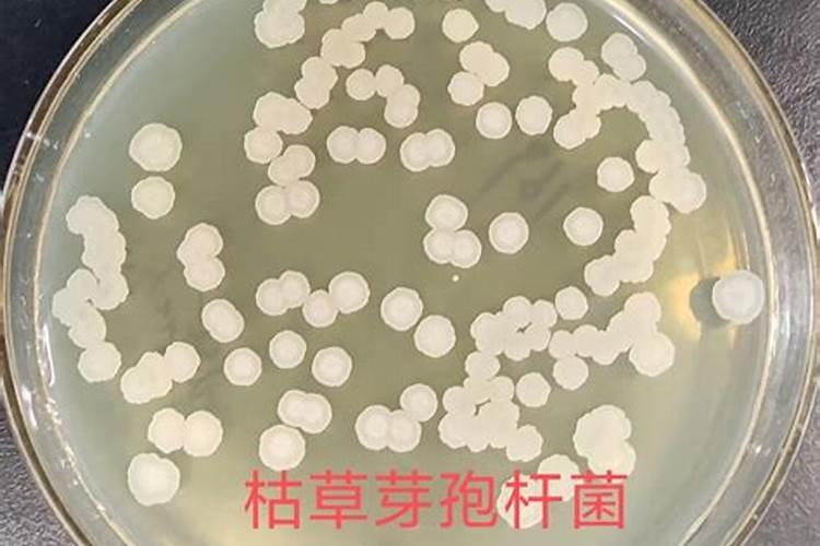 枯草芽孢杆菌可以加海藻多肽鱼蛋白吗？