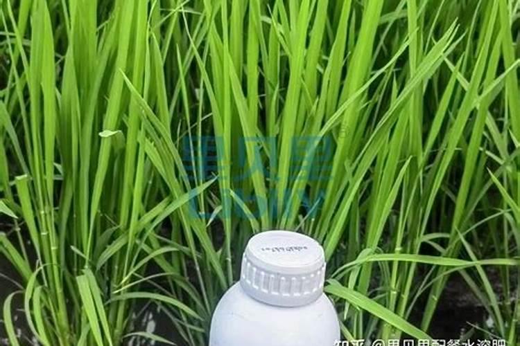 赤霉素加硅肥好吗有效果吗？