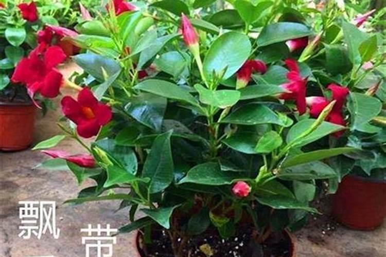 什么药给盆栽花(盆栽养护攻略,哪些药物是盆栽花的良药)