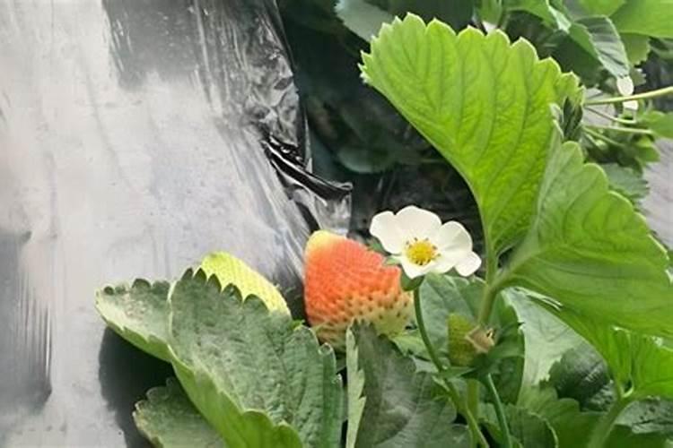 草莓想要多收获几茬,用什么肥料好