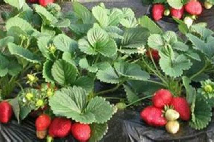 草莓怎么施肥和浇水