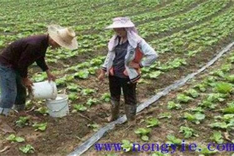 怎样给蔬菜施钾肥