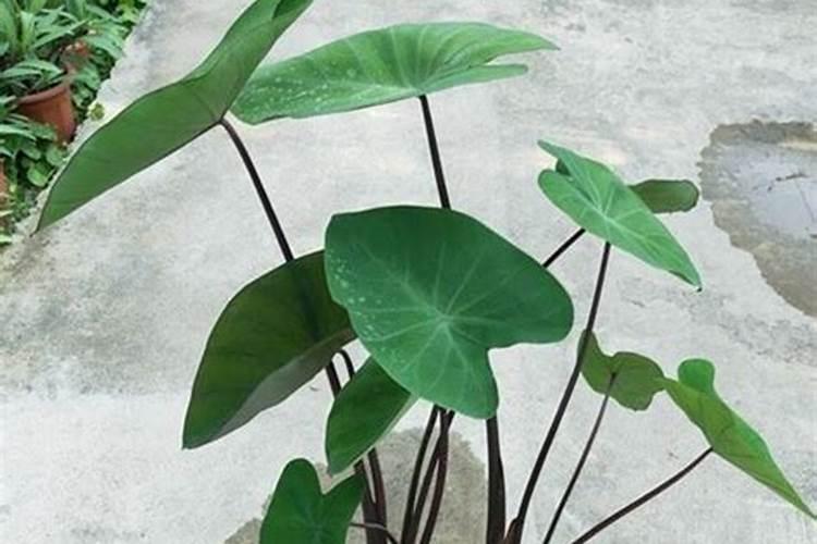 魔芋用什么肥料最好