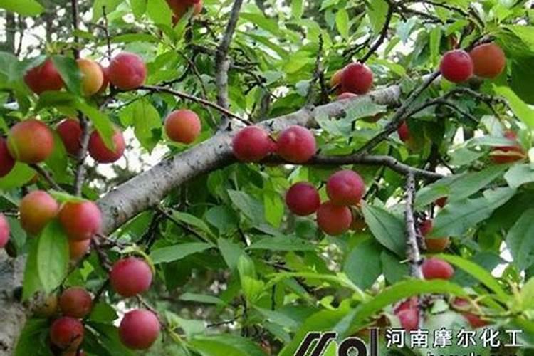 李子施什么肥？