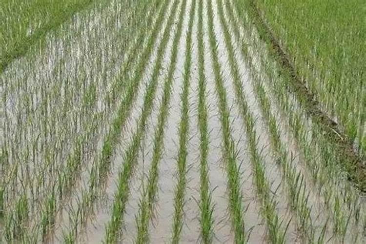 气温多少度不可以打叶面肥水？