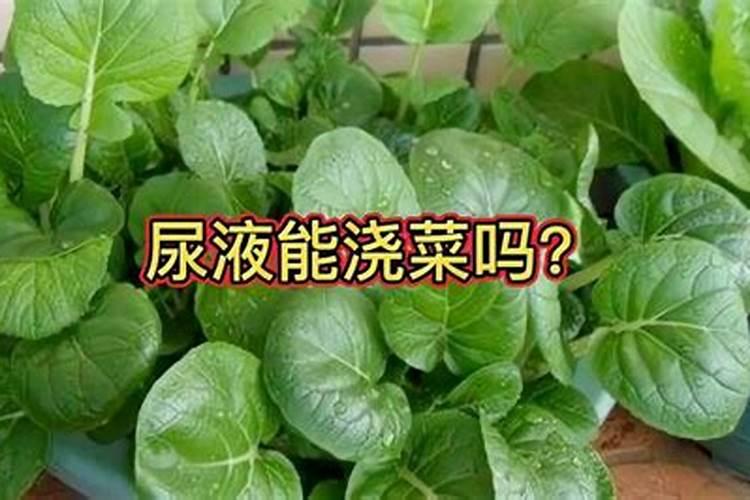 尿可以当肥料浇菜吗
