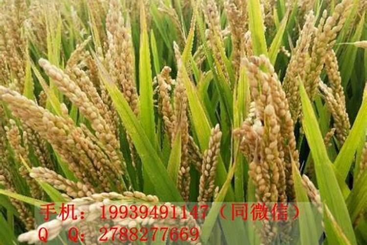 水稻钾肥都用什么肥料？