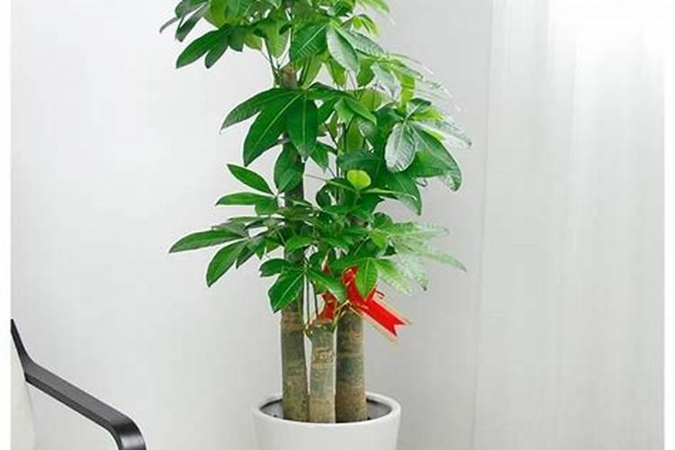 发财树浇什么肥生根多效果好？
