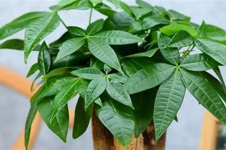 发财树施什么肥料好长得最快最茂盛