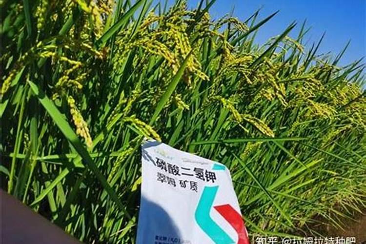 在花生后期,喷施磷酸二氢钾为什么能增产？还有哪些需要注意的地方？