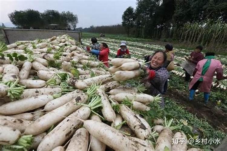 萝卜中期如何施肥
