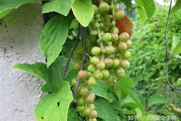 水溶肥怎样给五味子灌根施肥？