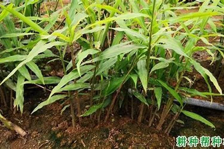 大姜培土用多少个氮的钾肥合适？