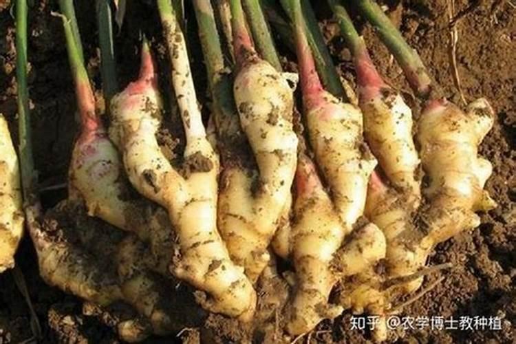 大姜扶拢后还需要冲护根肥吗