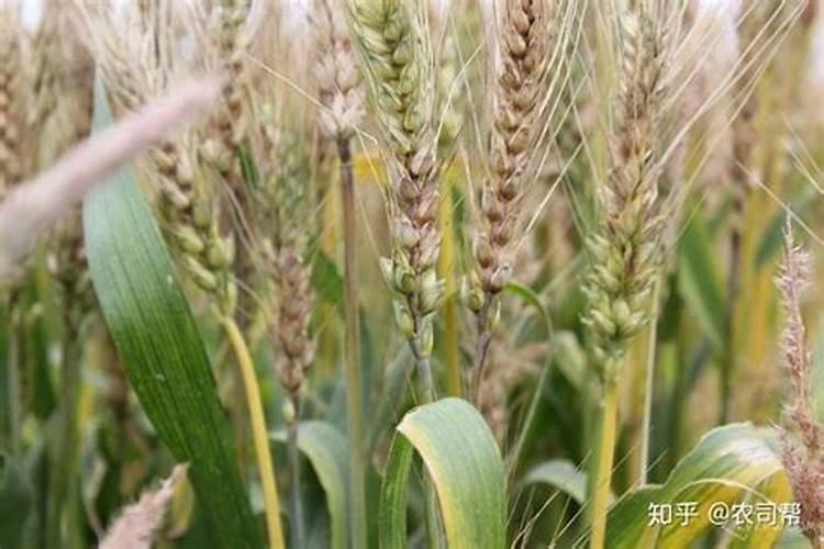 为什么小麦赤霉病氮肥不能使用？