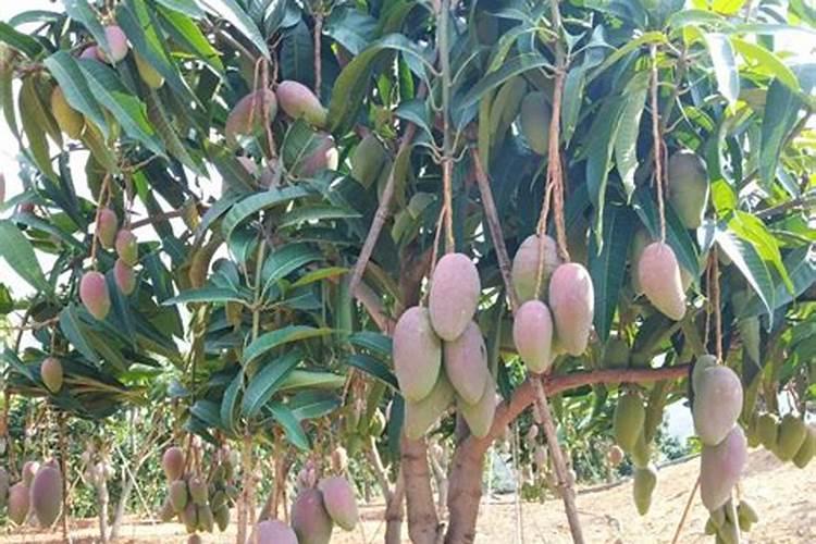 高产芒果需要掌握什么种植技巧 芒果施肥方法介绍