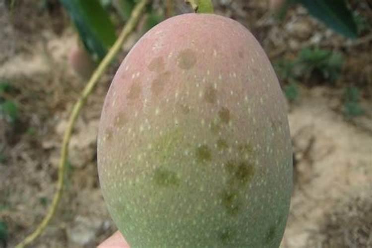 芒果露水斑怎样去防治