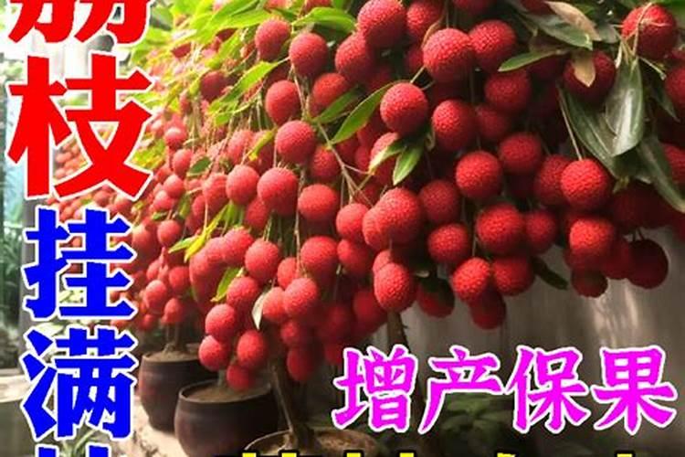 荔枝龙眼芒果如何保果壮果