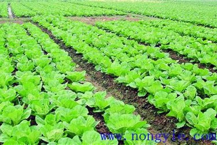大白菜用什么钙肥比较好？