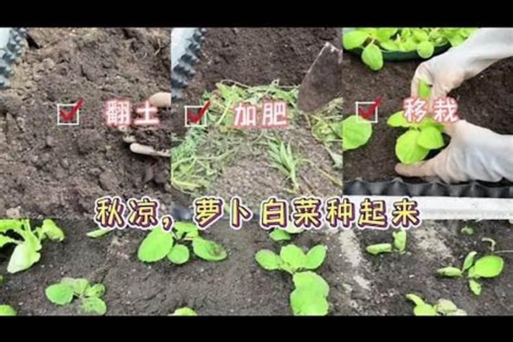 种白菜用什么底肥最好