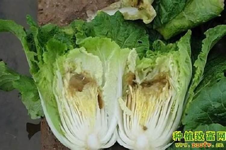 白菜烂心该怎么办？